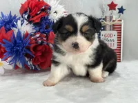 Caroline Female 2, a female Toy Australian Shepherd for sale in Pageland, SC – 2 of 6