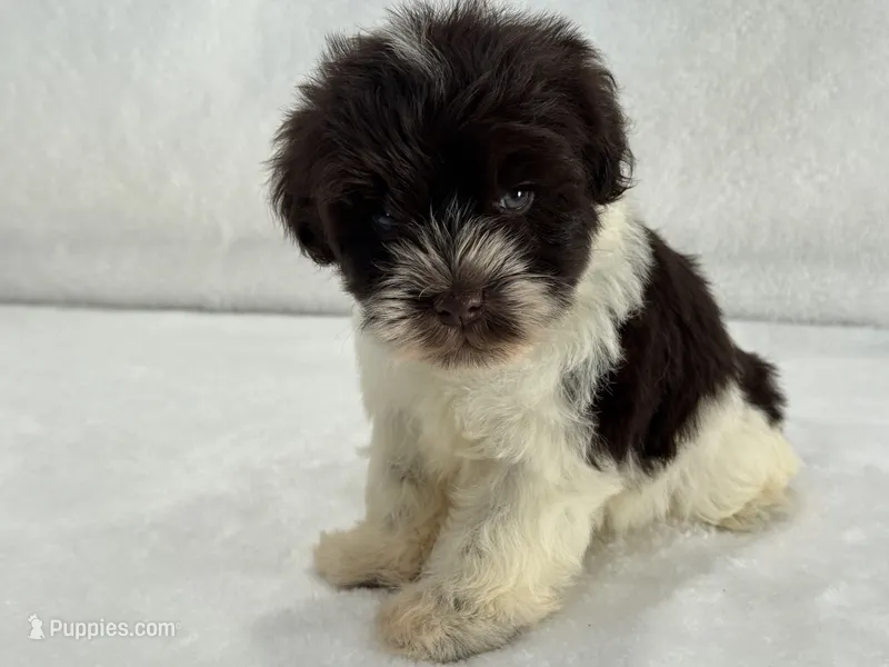 Chloe Male 1 AKC Mega Coat Liver Parti – Miniature Schnauzer puppy for sale in Pageland, SC