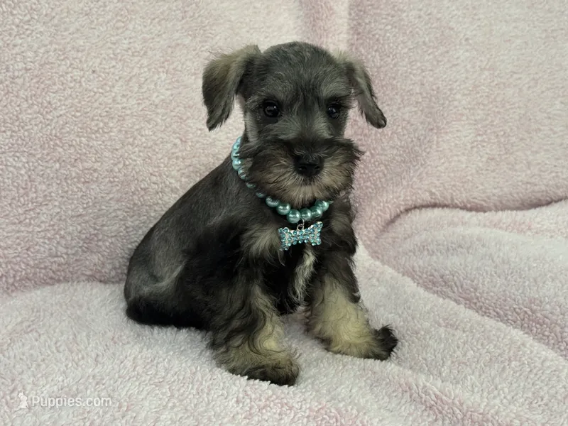 Josie Female 5 – Miniature Schnauzer puppy for sale in Pageland, SC