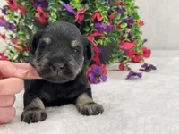 Mae Male 2 AKC, a male Miniature Schnauzer for sale in Pageland, SC – 3 of 4