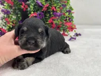Mae Male 2 AKC, a male Miniature Schnauzer for sale in Pageland, SC – 2 of 4