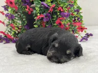 Mae Male 2 AKC, a male Miniature Schnauzer for sale in Pageland, SC – 4 of 4