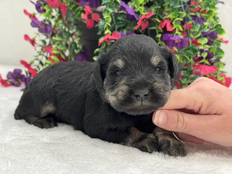 Mae Male 2 AKC – Miniature Schnauzer puppy for sale in Pageland, SC