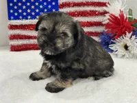 Piper Male 1, a male Miniature Schnauzer for sale in Pageland, SC – 2 of 4