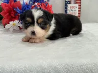 Caroline Female 2, a female Toy Australian Shepherd for sale in Pageland, SC – 3 of 6