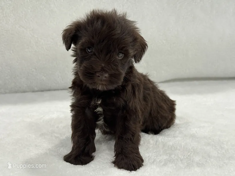 Sugar Pie Male 4 AKC Mega Coat Liver – Miniature Schnauzer puppy for sale in Pageland, SC