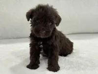 Sugar Pie Male 4 AKC Mega Coat Liver, a male Miniature Schnauzer for sale in Pageland, SC – 1 of 5