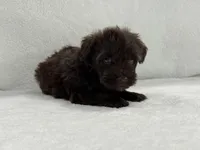 Sugar Pie Male 4 AKC Mega Coat Liver, a male Miniature Schnauzer for sale in Pageland, SC – 3 of 5