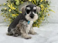 Paisley Male 5, a male Miniature Schnauzer for sale in Pageland, SC – Photo 4 of 4