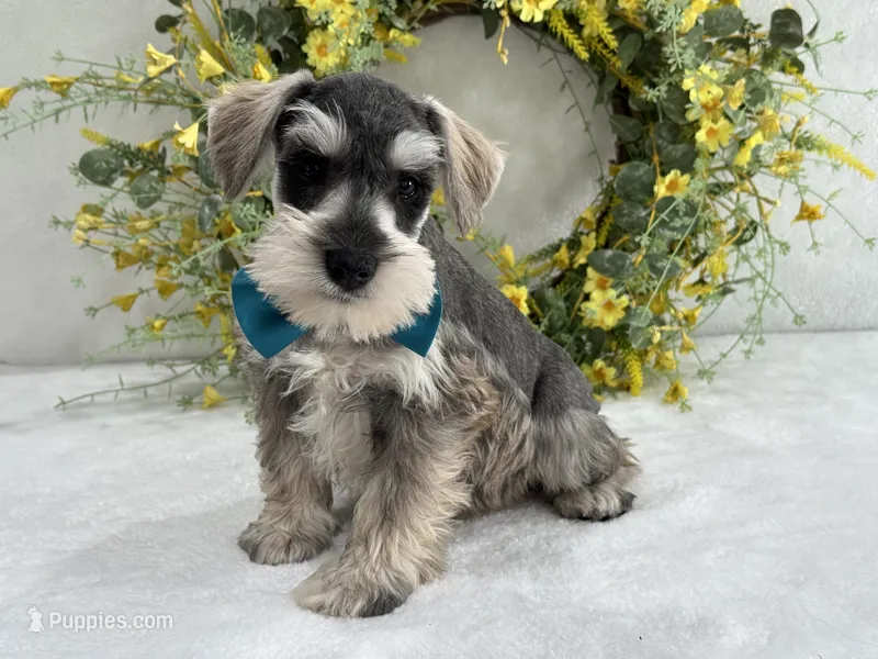 Paisley Male 5 – Miniature Schnauzer puppy for sale in Pageland, SC