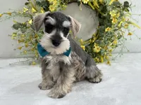 Paisley Male 5, a male Miniature Schnauzer for sale in Pageland, SC – Photo 2 of 4