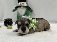 Paisley Male 5, a male Miniature Schnauzer for sale in Pageland, SC – Photo 4 of 4