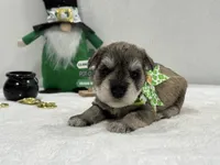 Paisley Male 5, a male Miniature Schnauzer for sale in Pageland, SC – Photo 3 of 4