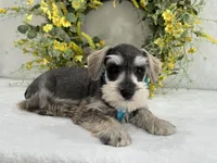 Paisley Male 5, a male Miniature Schnauzer for sale in Pageland, SC – Photo 1 of 4