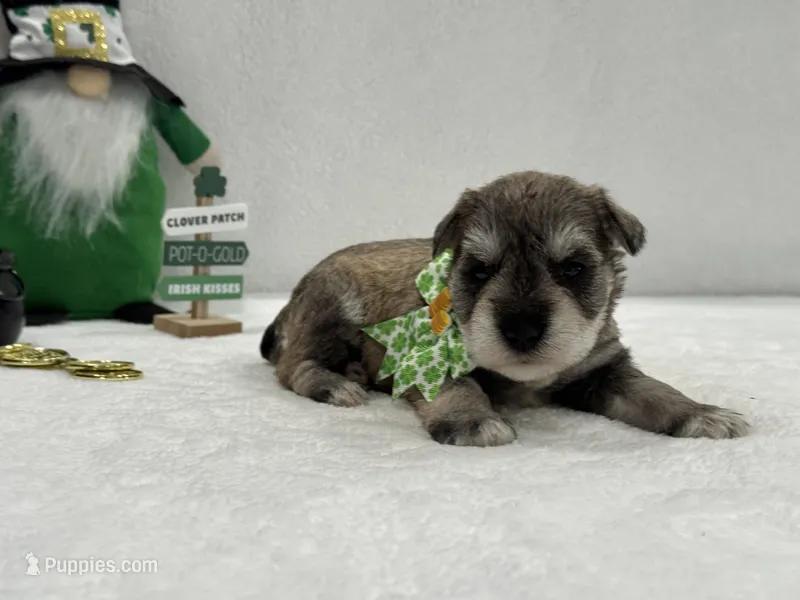 Paisley Male 5, a male Miniature Schnauzer for sale in Pageland, SC – Photo 1 of 4
