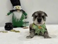 Paisley Male 5, a male Miniature Schnauzer for sale in Pageland, SC – Photo 2 of 4