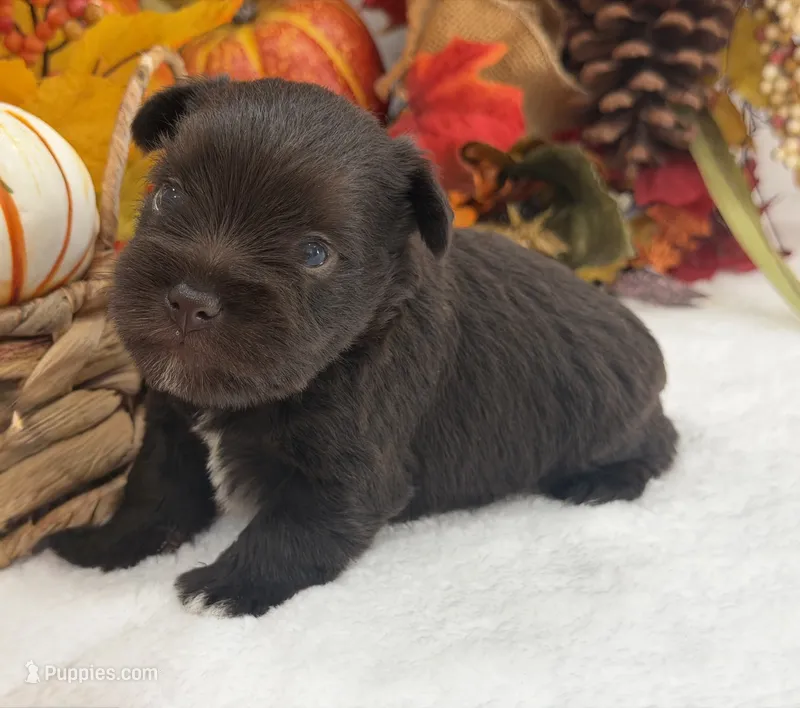 Lexie Male 2 AKC Registered Liver Color – Miniature Schnauzer puppy for sale in Pageland, SC