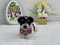 Dolly Female 1 AKC Registered, a female Miniature Schnauzer for sale in Pageland, SC – Photo 2 of 5