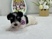 Dolly Female 1 AKC Registered, a female Miniature Schnauzer for sale in Pageland, SC – Photo 5 of 5