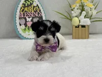 Dolly Female 1 AKC Registered, a female Miniature Schnauzer for sale in Pageland, SC – Photo 3 of 5