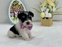 Dolly Female 1 AKC Registered, a female Miniature Schnauzer for sale in Pageland, SC – Photo 4 of 5