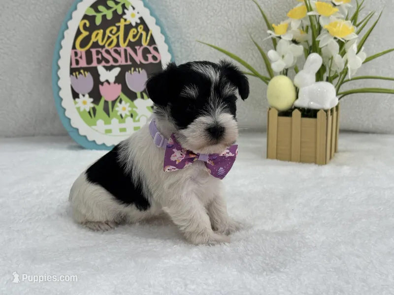 Dolly Female 1 AKC Registered – Miniature Schnauzer puppy for sale in Pageland, SC