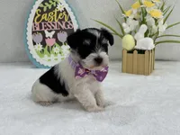 Dolly Female 1 AKC Registered, a female Miniature Schnauzer for sale in Pageland, SC – Photo 1 of 5