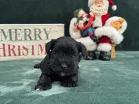 Sadie Female 1, a female Miniature Schnauzer for sale in Pageland, SC – Photo 1 of 4