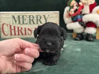 Sadie Female 1, a female Miniature Schnauzer for sale in Pageland, SC – Photo 4 of 4