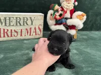 Sadie Female 1, a female Miniature Schnauzer for sale in Pageland, SC – Photo 3 of 4