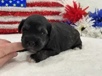Marsha Male 5, a male Miniature Schnauzer for sale in Pageland, SC – 2 of 4