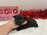 Fancy Female 3 AKC Mega Coat, a female Miniature Schnauzer for sale in Pageland, SC – Photo 2 of 5