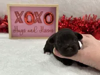 Fancy Female 3 AKC Mega Coat, a female Miniature Schnauzer for sale in Pageland, SC – Photo 3 of 5