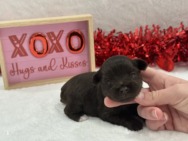 Fancy Female 3 AKC Mega Coat