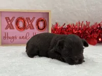 Fancy Female 3 AKC Mega Coat, a female Miniature Schnauzer for sale in Pageland, SC – Photo 5 of 5