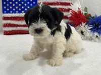 Piper Male 2, a male Miniature Schnauzer for sale in Pageland, SC – 3 of 3