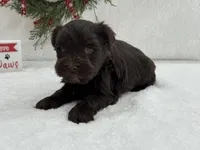 Sugarpie female 1, a female Miniature Schnauzer for sale in Pageland, SC – Photo 4 of 4