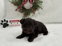 Sugarpie female 1, a female Miniature Schnauzer for sale in Pageland, SC – Photo 2 of 4