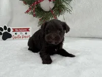 Sugarpie female 1, a female Miniature Schnauzer for sale in Pageland, SC – Photo 3 of 4