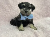 Mae Male 3 AKC, a male Miniature Schnauzer for sale in Pageland, SC – 3 of 4