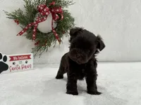 Sugarpie female 2, a female Miniature Schnauzer for sale in Pageland, SC – Photo 1 of 4