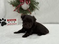 Sugarpie female 2, a female Miniature Schnauzer for sale in Pageland, SC – Photo 2 of 4