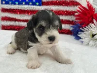 Marsha Female 1, a female Miniature Schnauzer for sale in Pageland, SC – 5 of 5