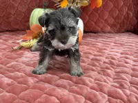 Miracle Female 1 AKC, a female Miniature Schnauzer for sale in Pageland, SC – Photo 3 of 4
