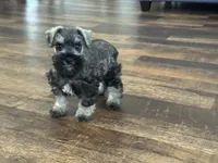 Lyla Male 1, a male Miniature Schnauzer for sale in Pageland, SC – Photo 2 of 5