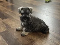 Lyla Male 1, a male Miniature Schnauzer for sale in Pageland, SC – Photo 5 of 5