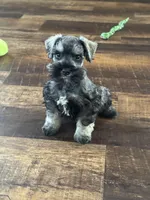 Lyla Male 1, a male Miniature Schnauzer for sale in Pageland, SC – Photo 1 of 5