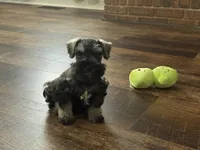 Lyla Male 1, a male Miniature Schnauzer for sale in Pageland, SC – Photo 3 of 5