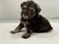 Sugar Pie Male 2 AKC Mega Coat Liver & Tan, a male Miniature Schnauzer for sale in Pageland, SC – 2 of 4