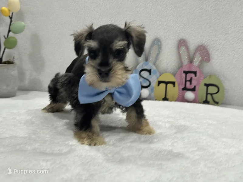 Gypsy Male 2 – Miniature Schnauzer puppy for sale in Pageland, SC